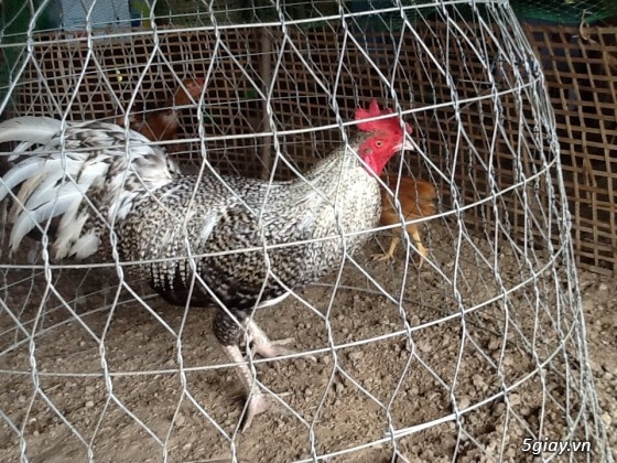 Thanh lý,gà peru gà nọc,gà con,gà pêru giò.và 400con gà ta thả vườn,cho ae mượn  chuồ - 10