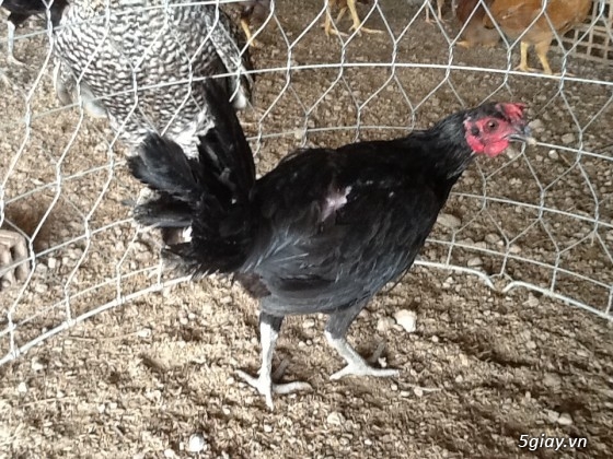 Thanh lý,gà peru gà nọc,gà con,gà pêru giò.và 400con gà ta thả vườn,cho ae mượn  chuồ - 1
