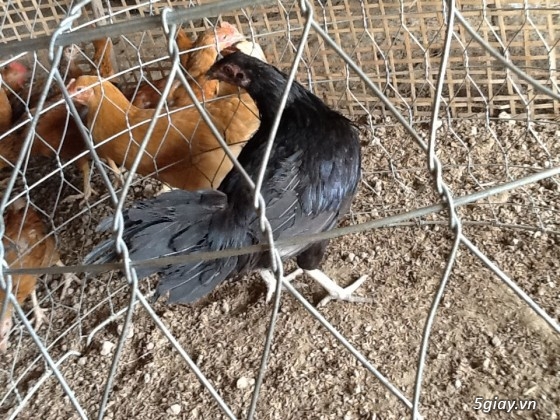 Thanh lý,gà peru gà nọc,gà con,gà pêru giò.và 400con gà ta thả vườn,cho ae mượn  chuồ - 3