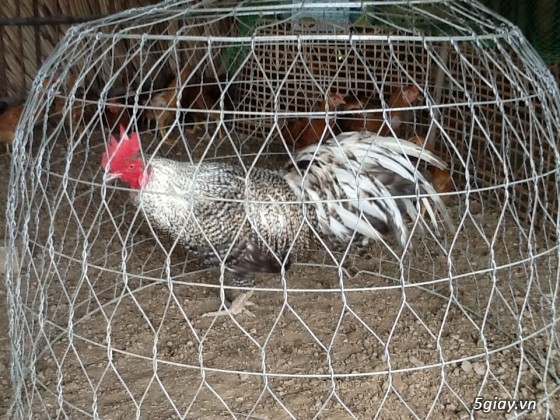 Thanh lý,gà peru gà nọc,gà con,gà pêru giò.và 400con gà ta thả vườn,cho ae mượn  chuồ - 11
