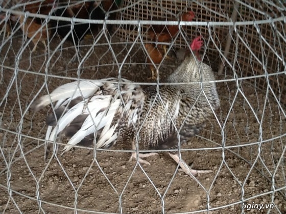 Thanh lý,gà peru gà nọc,gà con,gà pêru giò.và 400con gà ta thả vườn,cho ae mượn  chuồ - 9