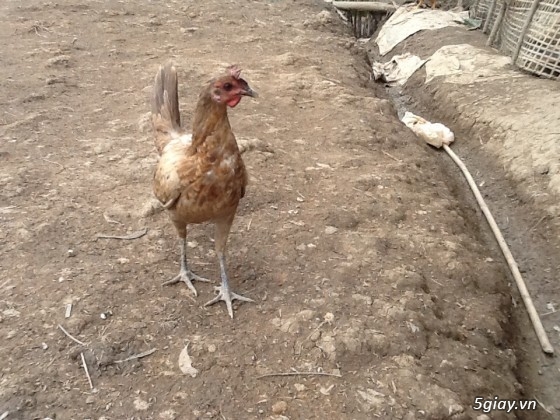 Thanh lý,gà peru gà nọc,gà con,gà pêru giò.và 400con gà ta thả vườn,cho ae mượn  chuồ - 2