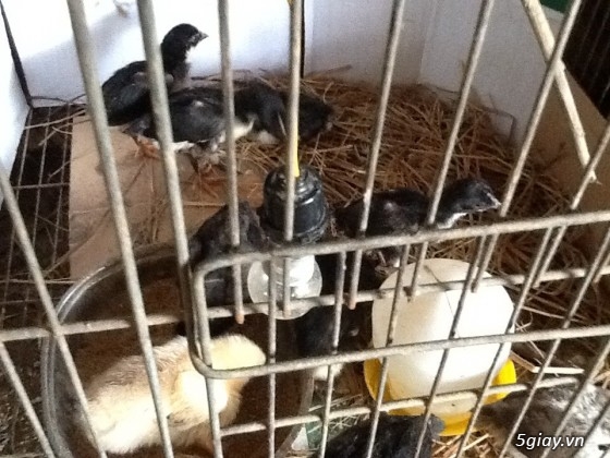 Thanh lý,gà peru gà nọc,gà con,gà pêru giò.và 400con gà ta thả vườn,cho ae mượn  chuồ - 8