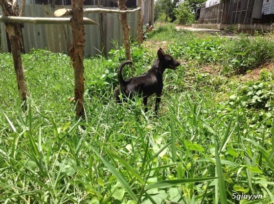 Bán chó phú quốc màu đen tuyền ( lưỡi đen) - 5