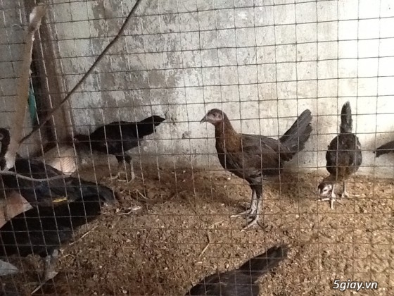 Bán  mười mấy con gà peru rặc hơn 2 tháng tuổi - 1