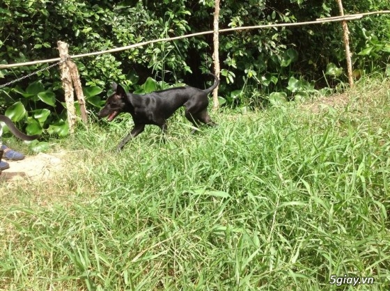 Bán chó phú quốc màu đen tuyền ( lưỡi đen) - 4