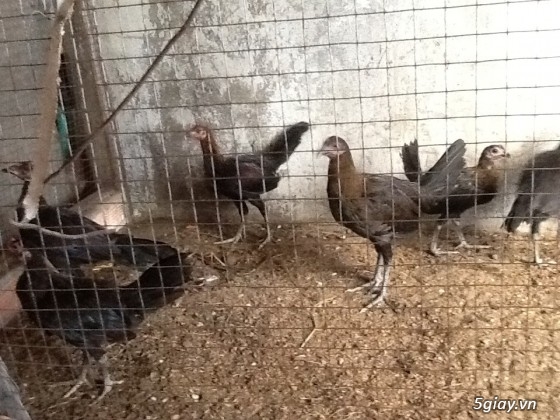 Bán  mười mấy con gà peru rặc hơn 2 tháng tuổi