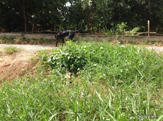 Bán chó phú quốc màu đen tuyền ( lưỡi đen) - 10
