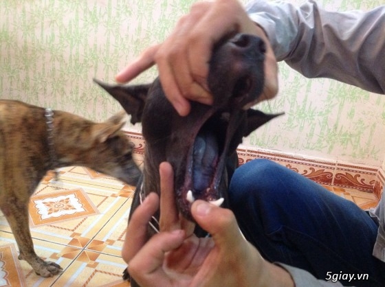 Bán chó phú quốc màu đen tuyền ( lưỡi đen) - 9