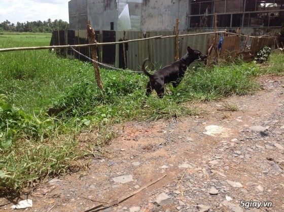 Bán chó phú quốc màu đen tuyền ( lưỡi đen) - 1