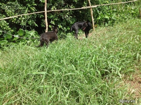 Bán chó phú quốc màu đen tuyền ( lưỡi đen) - 7