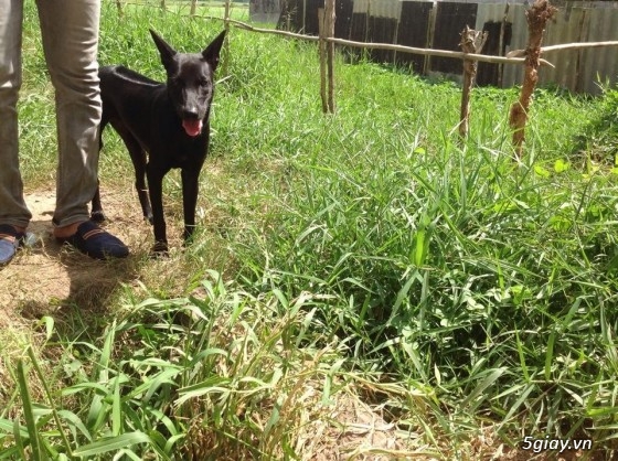 Bán chó phú quốc màu đen tuyền ( lưỡi đen) - 8