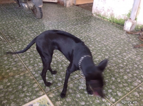Bán chó phú quốc màu đen tuyền ( lưỡi đen) - 6