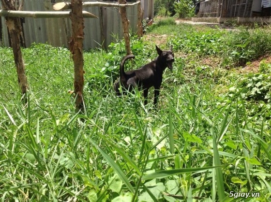 Bán chó phú quốc màu đen tuyền ( lưỡi đen) - 2