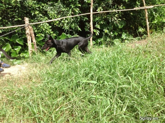 Bán chó phú quốc màu đen tuyền ( lưỡi đen)