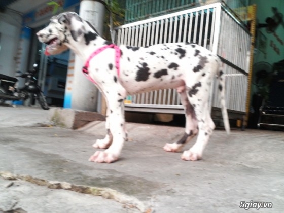 tphcm bán bầy chó greatdane 2 tháng loại chó to nhất thế giới - 5