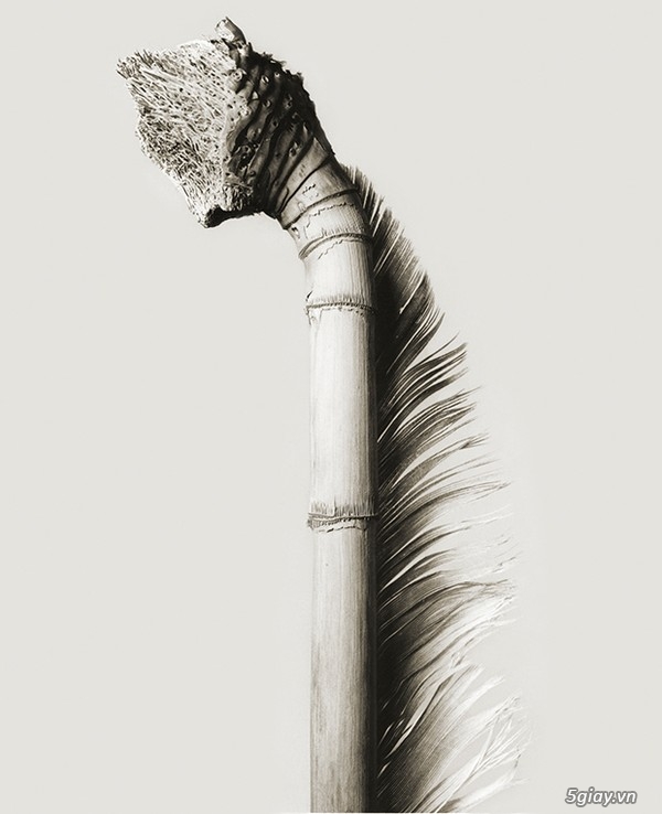 Bộ ảnh về những sinh vật chỉ có trong huyền thoại - 30577