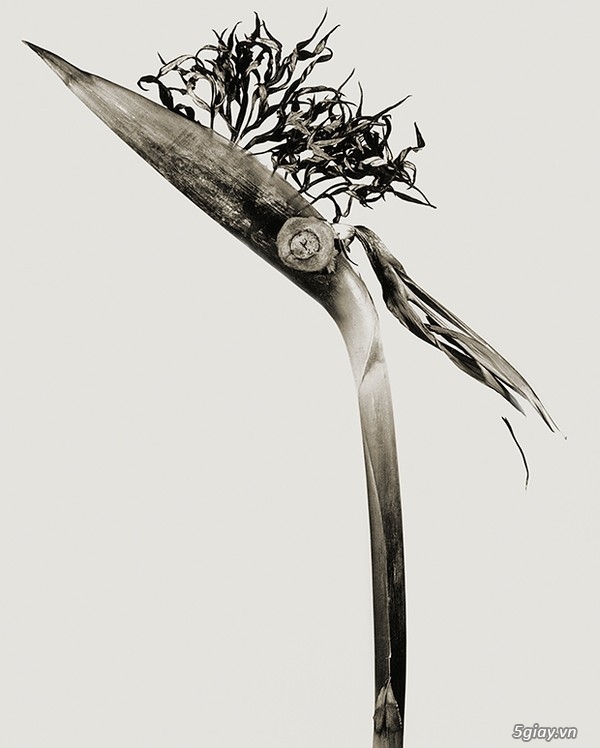 Bộ ảnh về những sinh vật chỉ có trong huyền thoại - 30578