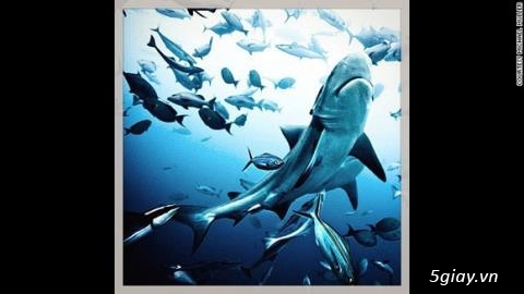 Chắc bác này là nhiếp ảnh gia dũng cảm nhất thế giới rùi. - 29941