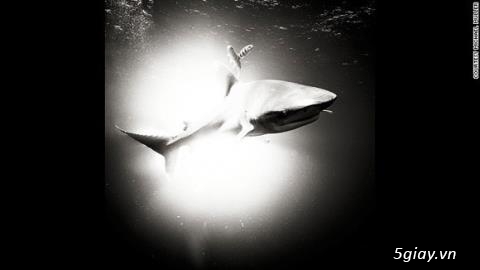 Chắc bác này là nhiếp ảnh gia dũng cảm nhất thế giới rùi. - 29942