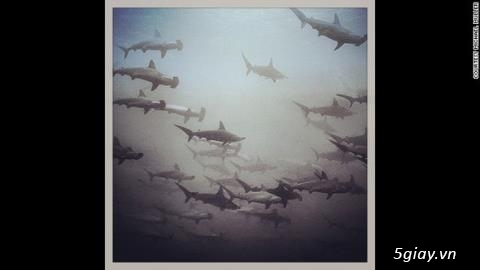 Chắc bác này là nhiếp ảnh gia dũng cảm nhất thế giới rùi. - 29943