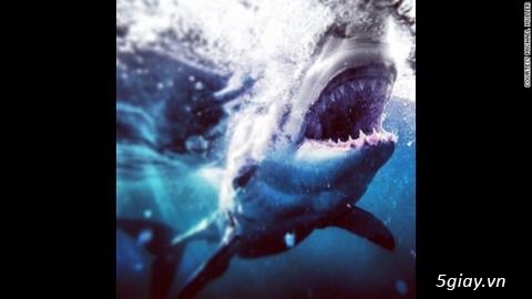 Chắc bác này là nhiếp ảnh gia dũng cảm nhất thế giới rùi. - 29945