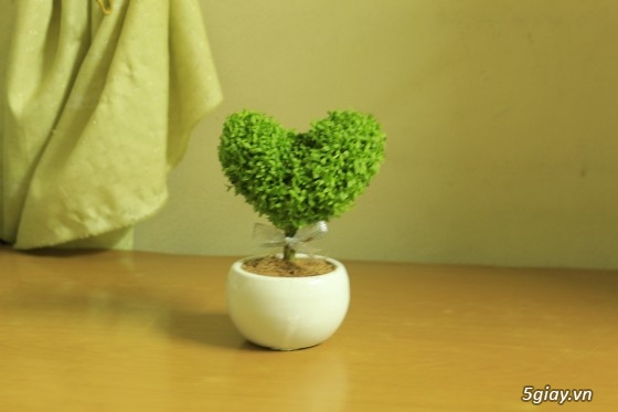 Bán cây để bàn hình trái tim - 5