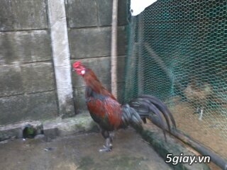 thanh lý gấp peru lai jap,lai asiu và 4 con gà mái tre nọc lý do nghỉ chơi gà - 1