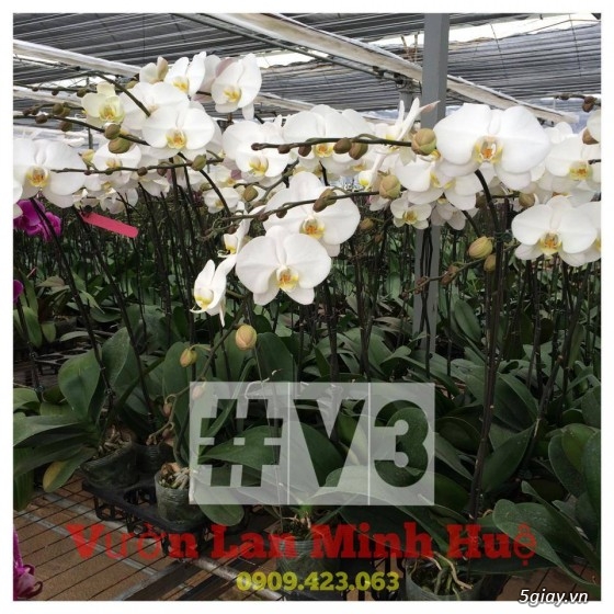 Vườn lan Minh Huệ - MINH HUE orchids