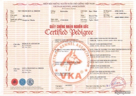 Hà nội và toàn quốc nhận phối chó rottweiler thuần chủng có giấy tờ VKA, EP secbia - 5