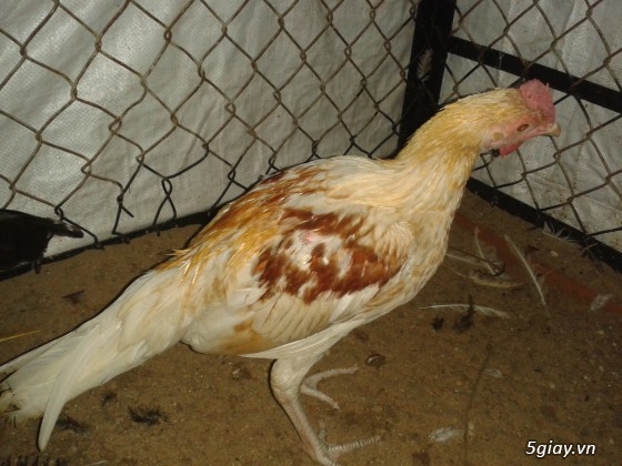 Bán 10 con gà Peru có link Video - 3
