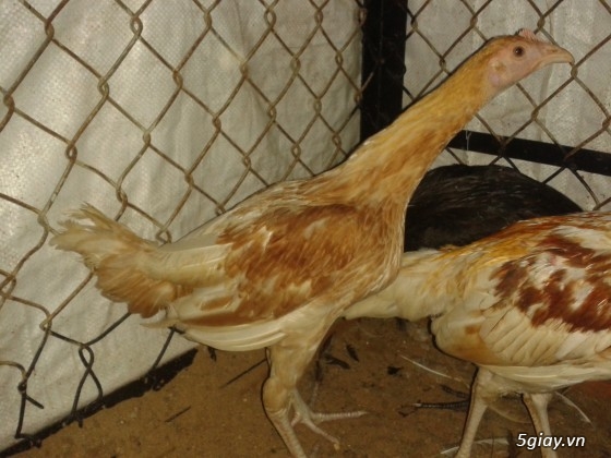 Bán 10 con gà Peru có link Video - 4
