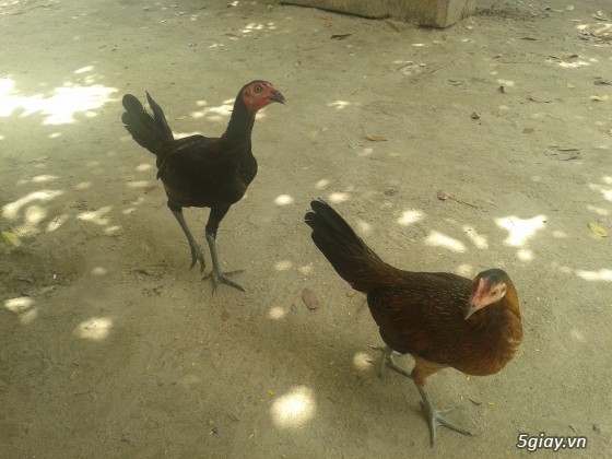 Bán 10 con gà Peru có link Video