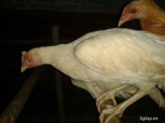 Bán 10 con gà Peru có link Video - 8