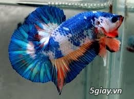 Cá betta Thái Indo maly đủ loại cực đẹp xiêm lia thia phướng thái - 9