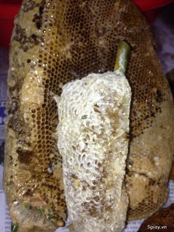 Yến sào phan rang và mật ong rừng làm tại nhà,uy tín 100% - 5