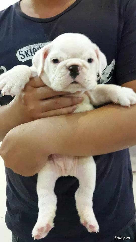 [tphcm] cần bán e english bulldog màu trắng dễ thương gần 2 tháng giá hữu nghị!!!