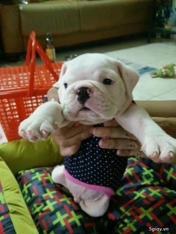 [tphcm] cần bán e english bulldog màu trắng dễ thương gần 2 tháng giá hữu nghị!!! - 4