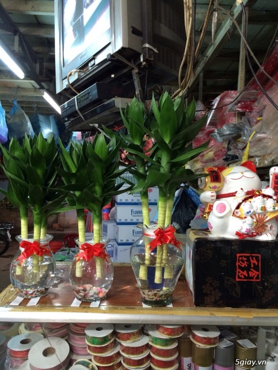 Cây phát tài nhập khẩu Đài Loan