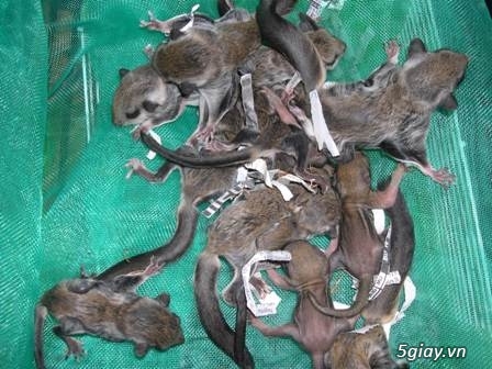 Chuyên Cung Cấp Sóc Cảnh BaBy  Đa Dạng - Phong Phú  trong và ngoài nước - 17