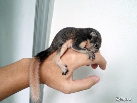 Chuyên Cung Cấp Sóc Cảnh BaBy  Đa Dạng - Phong Phú  trong và ngoài nước - 10