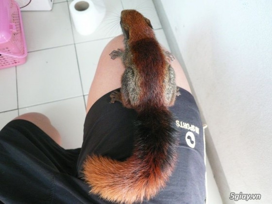 Chuyên Cung Cấp Sóc Cảnh BaBy  Đa Dạng - Phong Phú  trong và ngoài nước - 11