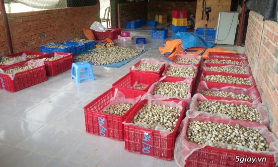 Trang trại gia đình cung cấp trứng cút lộn,lạt khu vực TPHCM và Cambodia