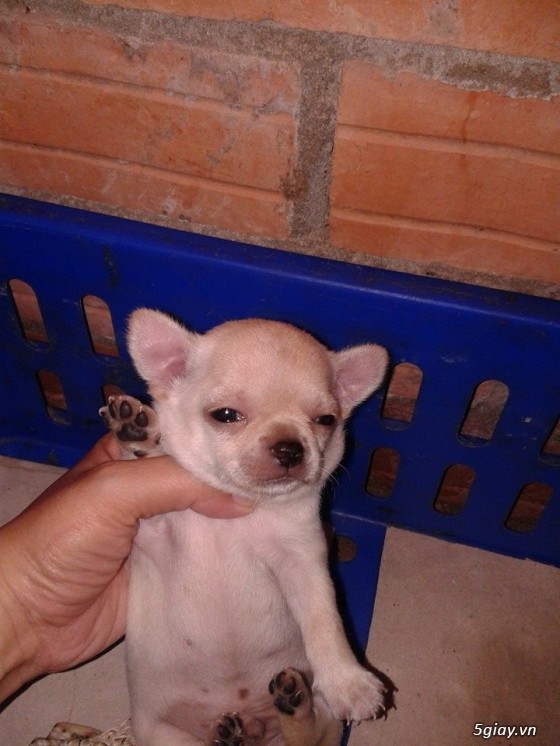 Chó Chihuahua thuần chủng size mini - 4
