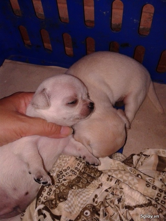 Chó Chihuahua thuần chủng size mini - 2