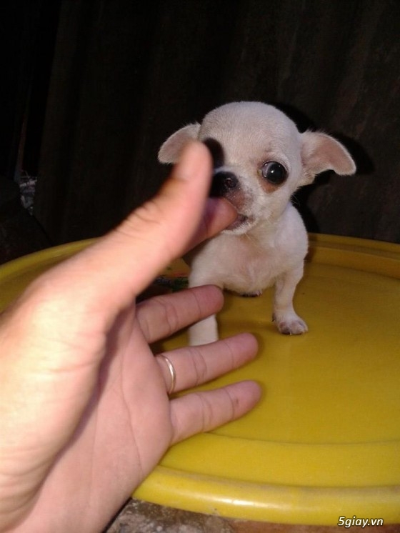 Chó Chihuahua thuần chủng size mini