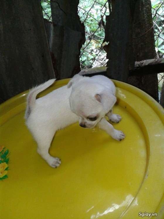 Chó Chihuahua thuần chủng size mini - 3
