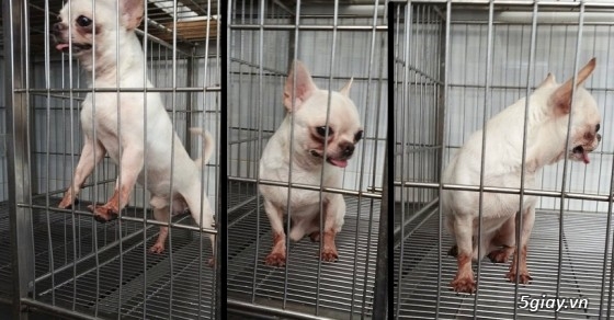 Sinh Hóc Môn-Nhận phối giống Chihuahua và chó Bắc Kinh thuần chủng