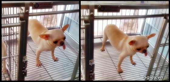 Sinh Hóc Môn-Nhận phối giống Chihuahua và chó Bắc Kinh thuần chủng - 2