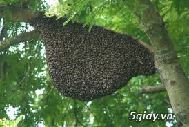 Mật ong rừng & Dầu mè từ Quảng Nam